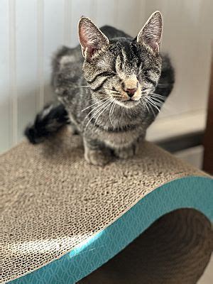 Bloomsburg Pa Domestic Shorthair Meet Stevie Sammy A Pet For