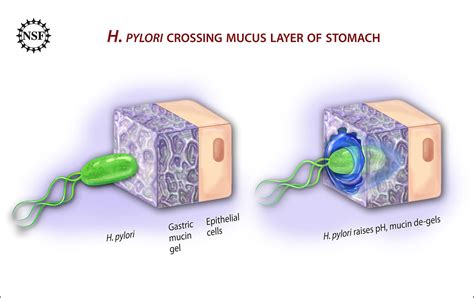 Px Ulcer Causing Bacterium H Pylori Crossing Mucus Layer Of