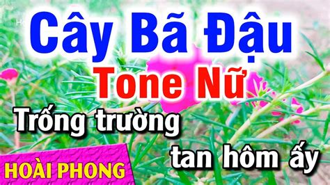 Karaoke Cây Bã Đậu Tone Nữ Nhạc Sống Em Hoài Phong Organ YouTube