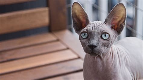 Canadian Sphynx Il Gatto Nudo Che Sta Conquistando Il Mondo Lifegate