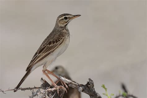 Birding Checklist For Lake Nakuru National Park Uganda Tours