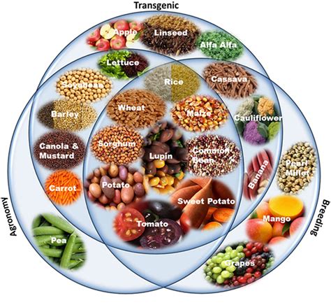 Frontiers Biofortified Crops Generated By Breeding Agronomy And Transgenic Approaches Are