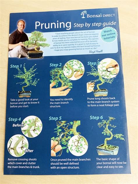 Best Bonsai Fabulous Indoor Bonsai Tree Pruning And Styling Kit