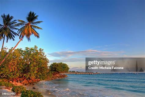 103 Oistins Barbados Stock Photos, High-Res Pictures, and Images ...