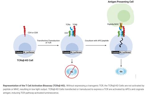 Tcr Knockout Promegas New Bioluminescence Based Gene Reporter” Cell