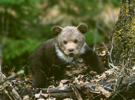 Baby grizzly - Jim Zuckerman photography & photo tours