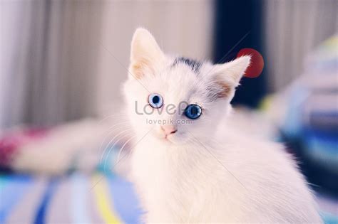 Kucing Gambar Haiwan Comel Koleksi Gambar Kucing Comel Dan Lucu Azhan