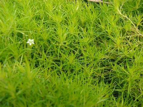 Scotch Moss Ground Cover