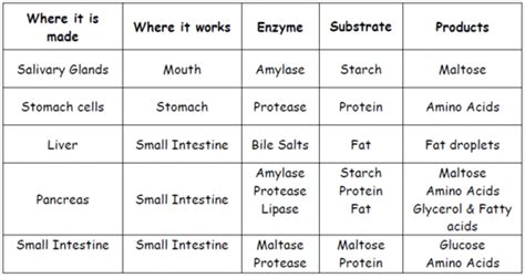 Enzyme Table Studying Medicine Igcse Biology Digestive System