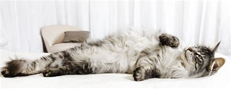 Grey Cat Rolling Around On A Bed