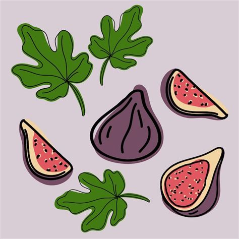 Premium Vector Figs Whole And Slice With Green Leaf Doodle Or Hand