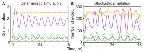 Deterministic And Stochastic Simulation Of The New Model After 5Gy