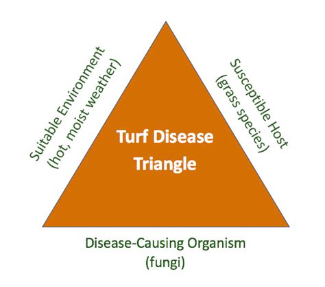 A Guide To Lawn Disease Diagnosis Control And When To Use Lawn Care Companies In Allentown