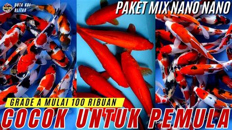 Bikin Ngiler Koi Grade A Mulai Ribuan Paket Hemat Cocok Untuk