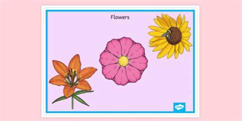 Free Flower Poster For Kids Primary Resources Display Posters