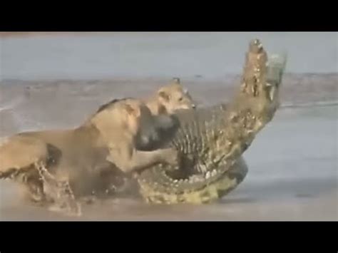 LION vs. CROCODILE Fight Compilation - YouTube