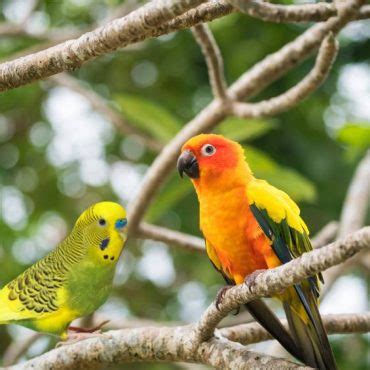 Are Conures Smart If So How Smart Are They