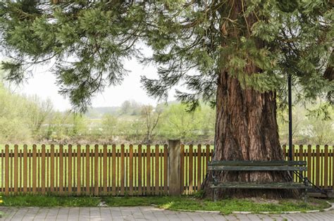 Making Trees From A Fence