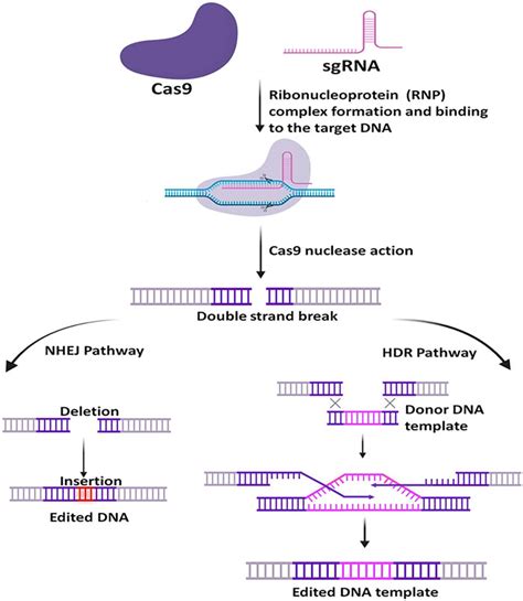 Frontiers Cas D A New Molecular Scissor For Transcriptome Engineering