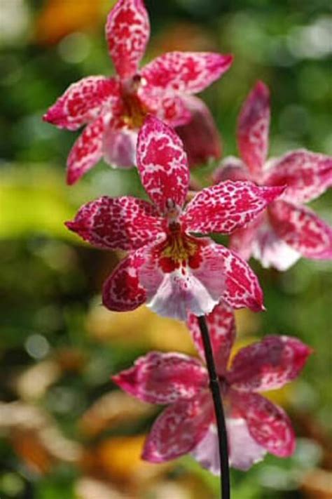 Orchidée Cambria Guide 1 de son Entretien