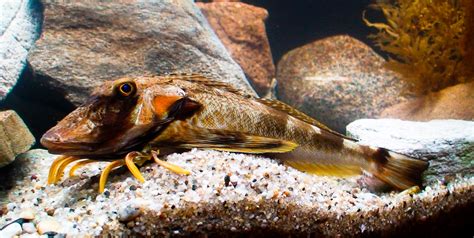 Striped Sea Robin