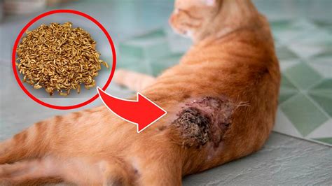 ¿cómo Quitar Los Gusanos De Gato ¡elimínalo Con Este Remedio Casero