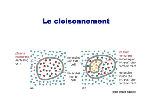 Biologie cellulaire et moléculaire chapitre 3 membrane et transport