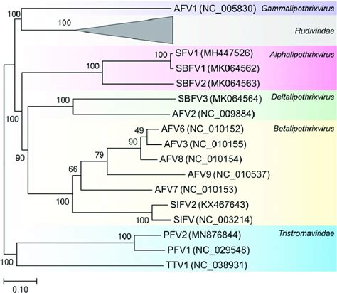 Inferred Phylogenomic Tree Of Archaeal Filamentous Viruses The Tree Is