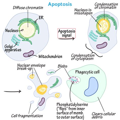 Apoptosis Draw It To Know It General Biology Biology Cell Biology