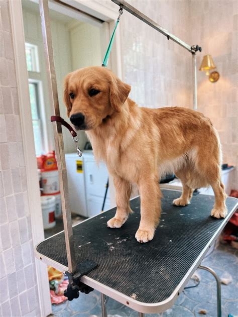 Georgia – Golden Haven Puppies