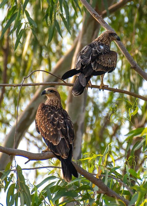 Birds Of Prey Photos, Download The BEST Free Birds Of Prey Stock Photos & HD Images