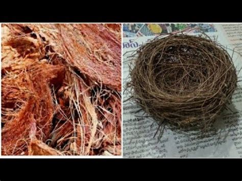 How To Make A Birds Nest With Coconut Husk Save Birds Youtube