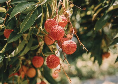 Superfruit Lychee Health Secrets And Medicinal Power Of Tropical Fruits Frugivore Biology