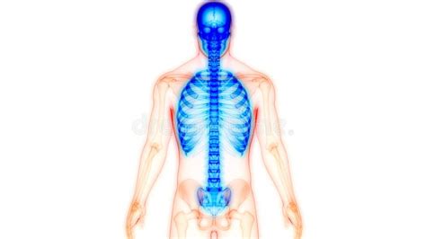 A Ilustração 3d Do Esqueleto Axial Inclui Crânio Coluna Vertebral E