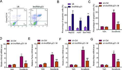 Lincrna P Regulates Er Stress Related Apoptosis A Representative