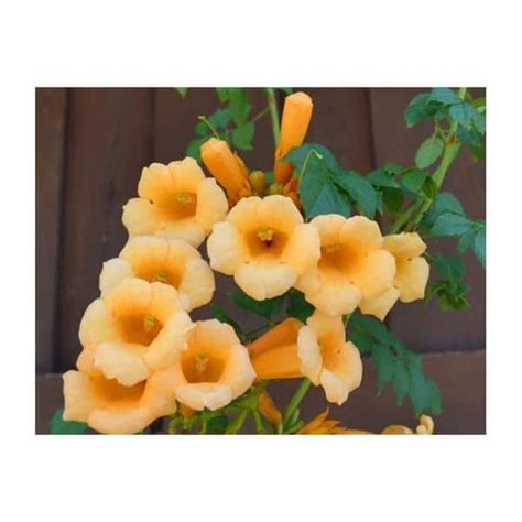 Vine Campsis Yellow Trumpet Flava - Hands Garden Center