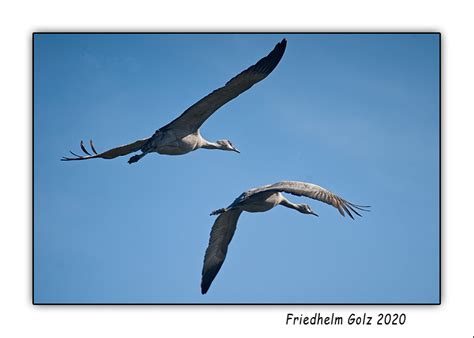 Sand Hill Cranes – Passion for Photos