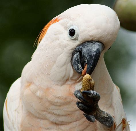 Moluccan Cockatoo Moluccan Cockatoo Flickr Photo Sharing Polo