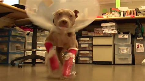 Courageous Pit Bull Fights Through Leg Disability And Gets Second