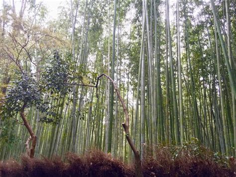 Bamboo Forest, Arashiyama, Japan (with Map & Photos)