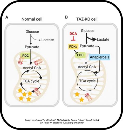 Metabolic Dysregulation In Sepsis Prentice Research Group