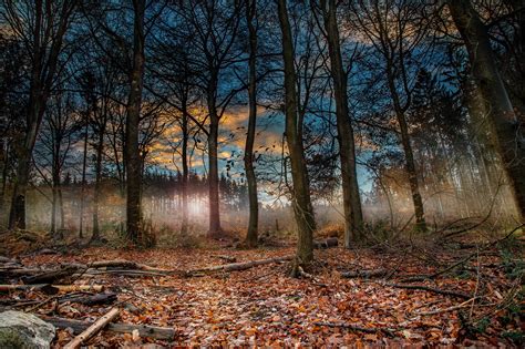 Woud Bomen Zonsopkomst Gratis Foto Op Pixabay Pixabay