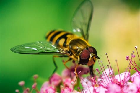 Primer Plano De La Flor Polinizada Por Las Abejas Foto Premium