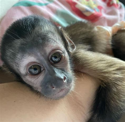 Kalea Female Capuchin Monkey For Sale Exotic Monkeys For Sale