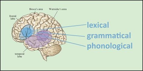 Specialization Within Language Areas Brain Scanning