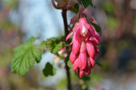 Free Images Nature Blossom Leaf Flower Bloom Herb Autumn