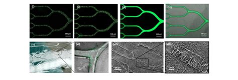 Figure S1 Patterning Particle Protein And Hydrogel Using Microfluidic