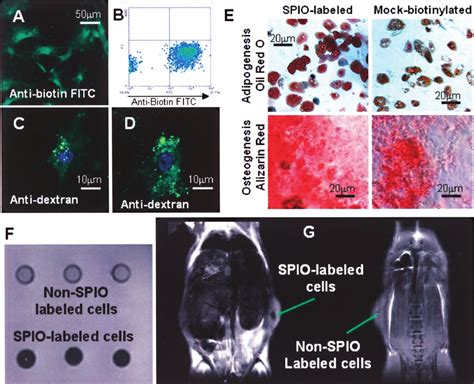 Confirmation Of Chemical Biotinylation Of Hmscs By A Fluorescence