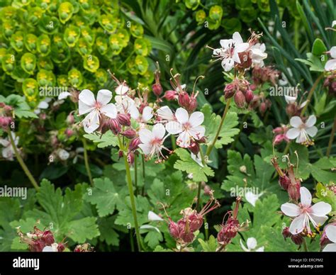 Geranium Macrorrhizum Album Hi Res Stock Photography And Images Alamy