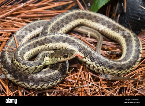 Eastern Garter Snake Thamnophis Sirtalis Sirtalis Rhode Island Usa